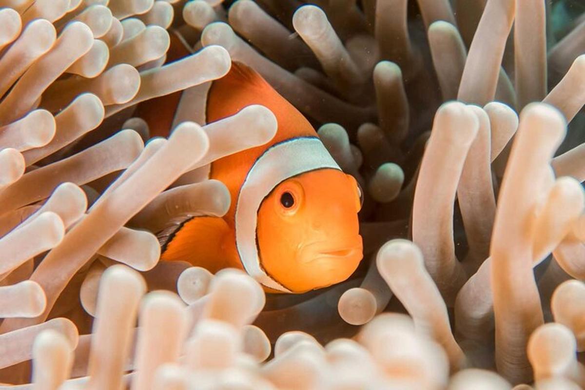Un pez payaso en una anemostricción de un anemostroferofo