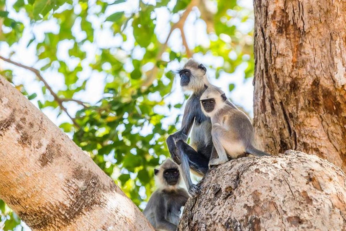 un gruppo di scimmie sedute in cima a un albero