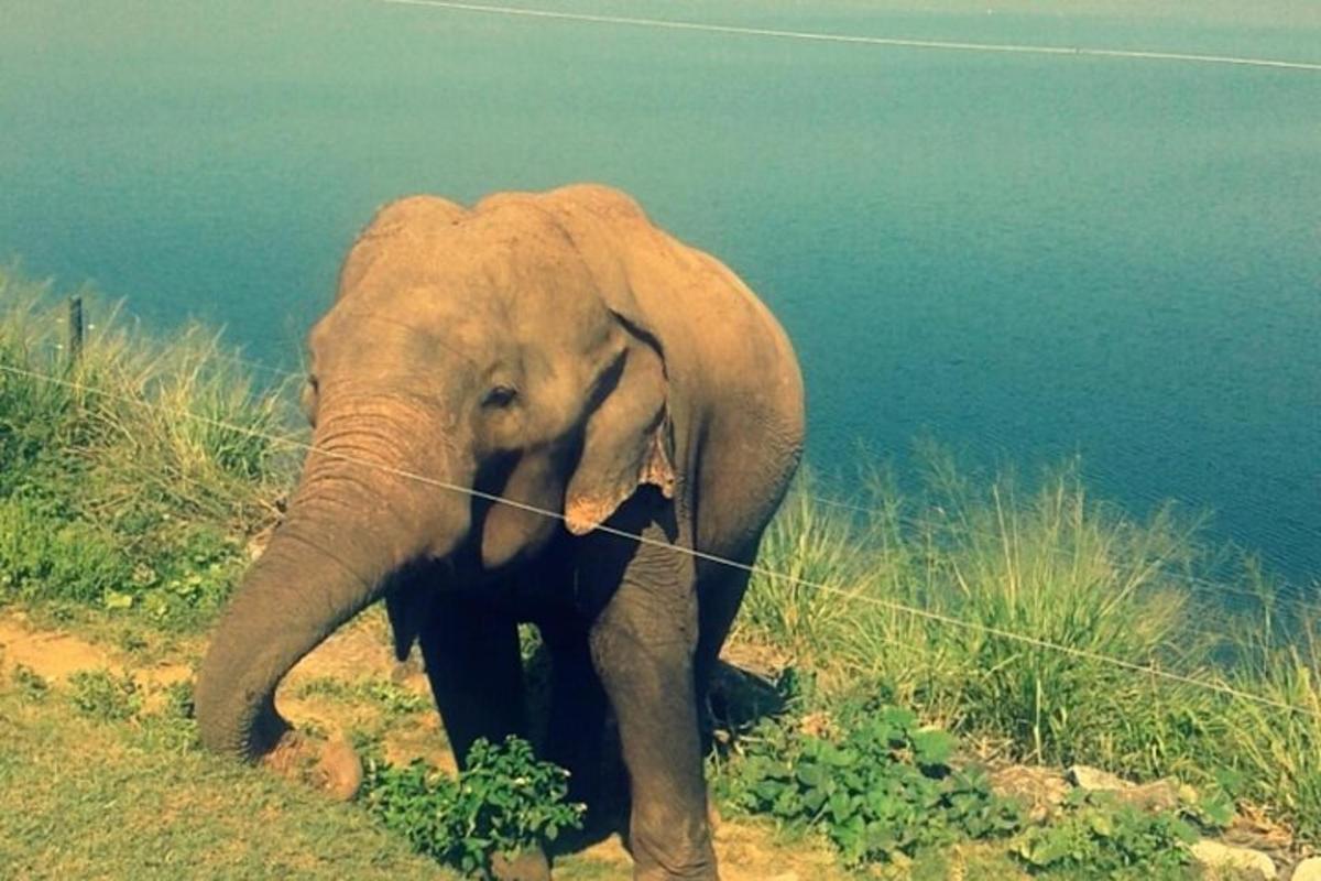 un elefante in piedi su una collina vicino all'acqua