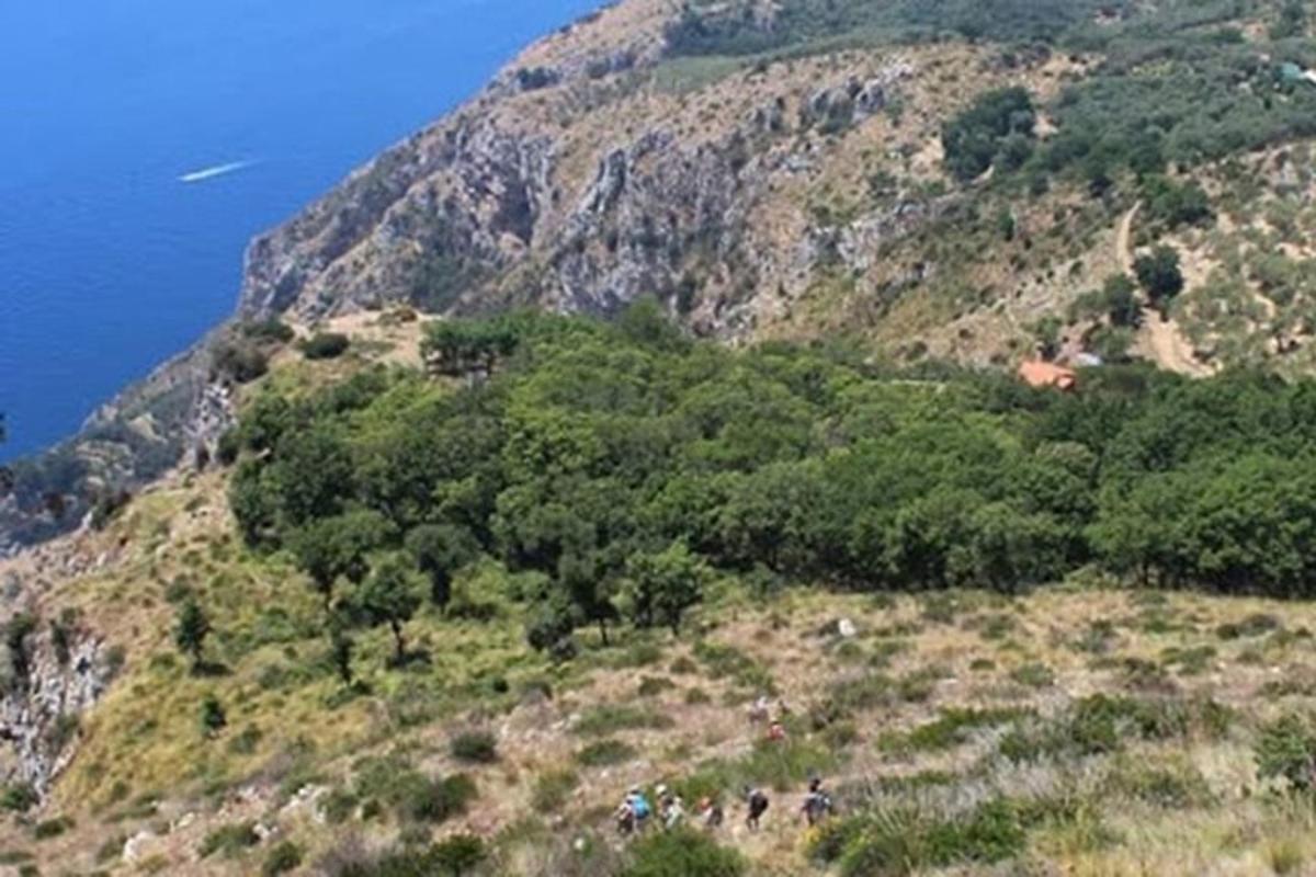 pohled na horu se stromy a oceán