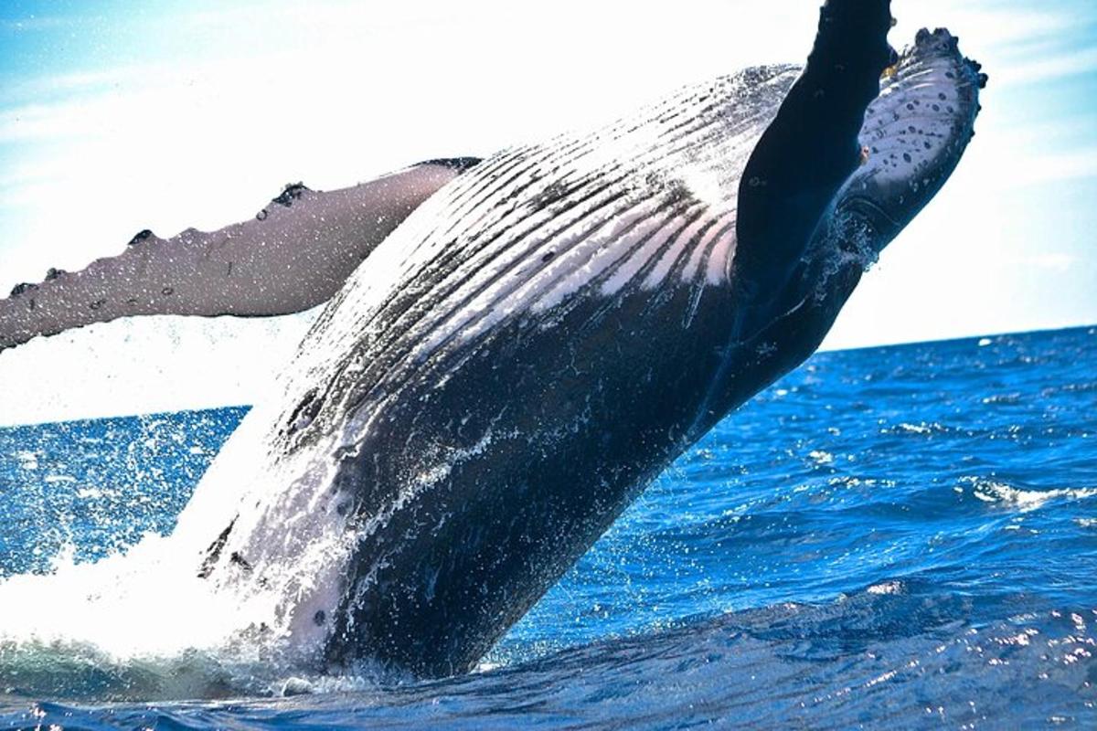 ein Delphin im Wasser mit seinem Bein in der Luft