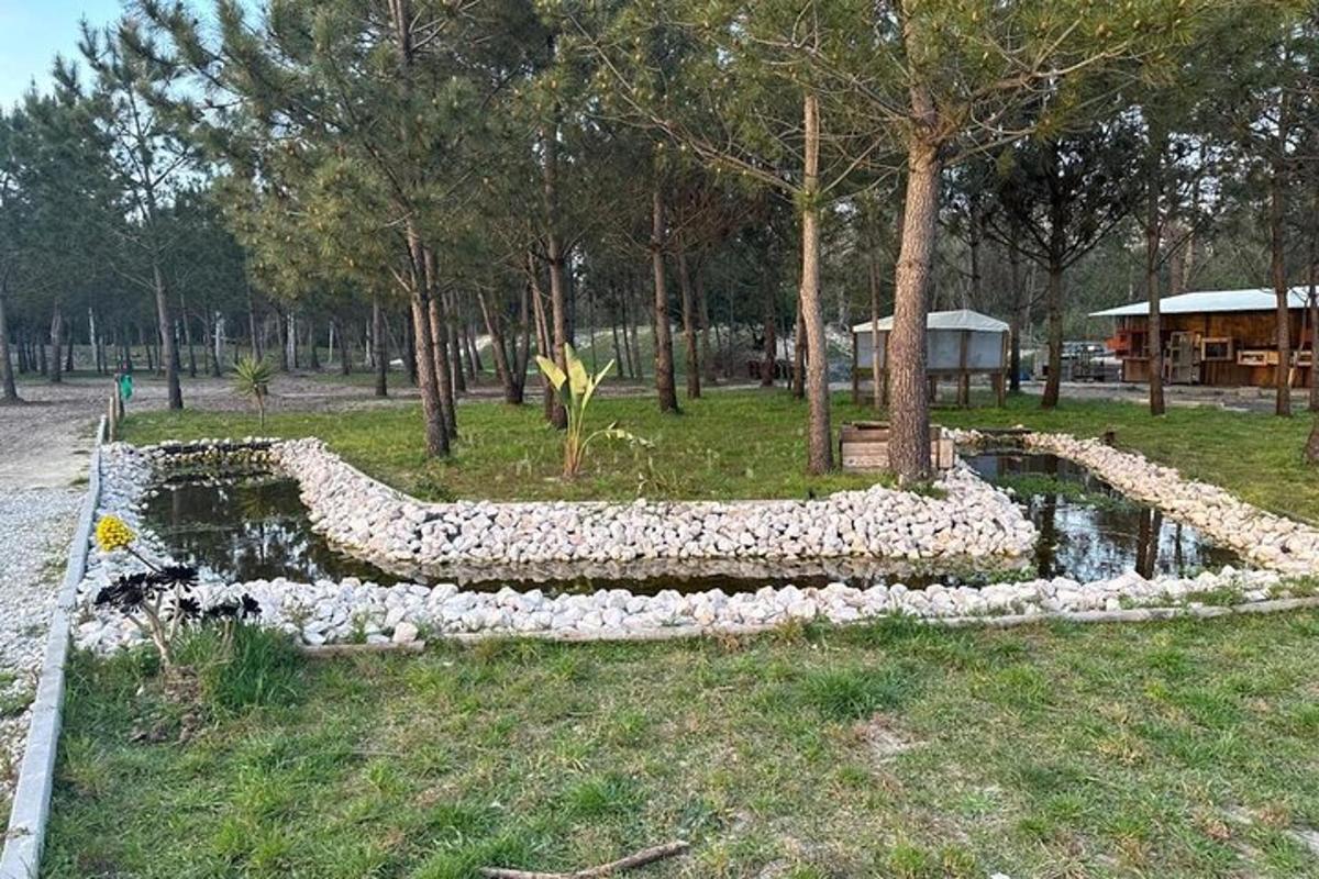 un muro di roccia attorno a un albero in un parco