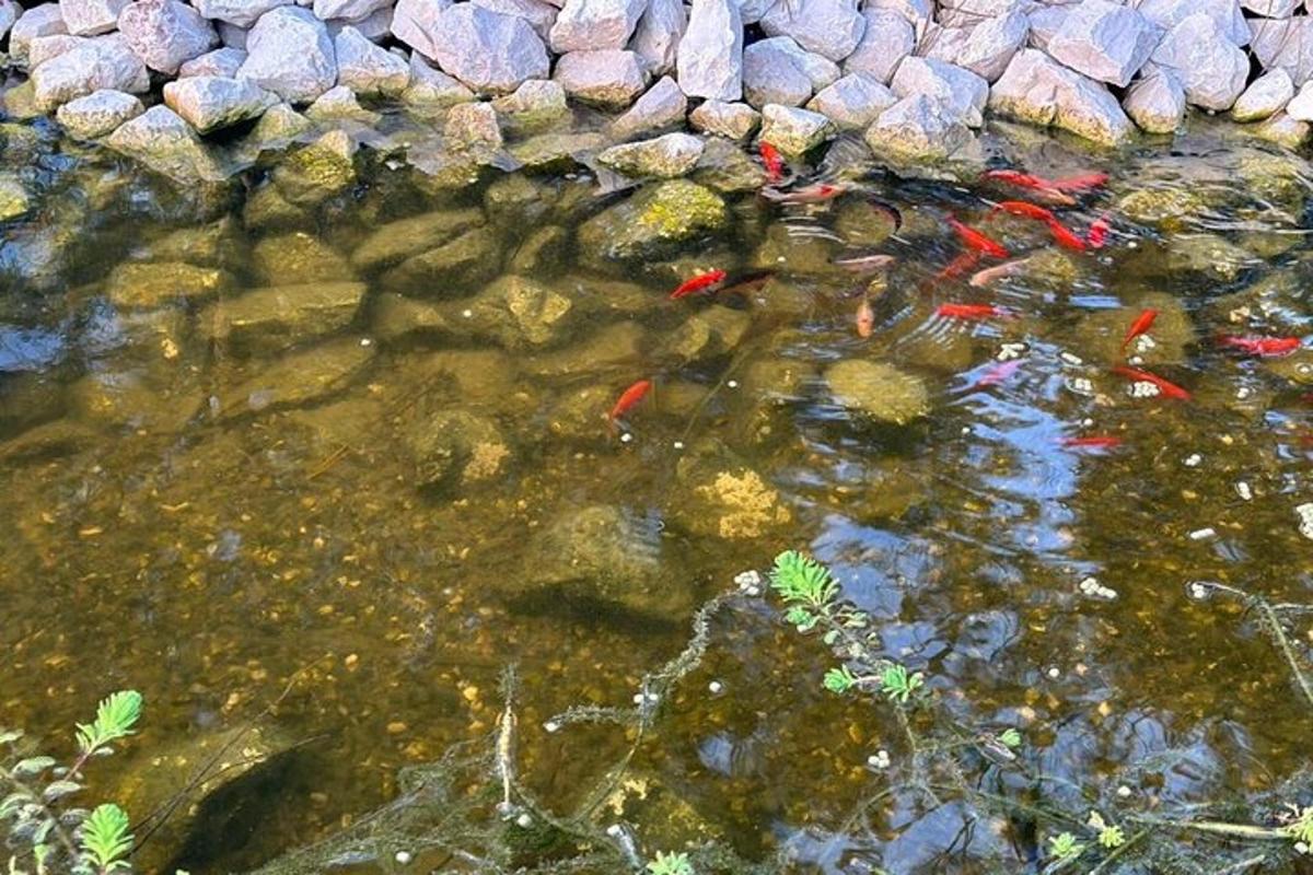 eine Gruppe von Fischen in einem Teich mit Steinen