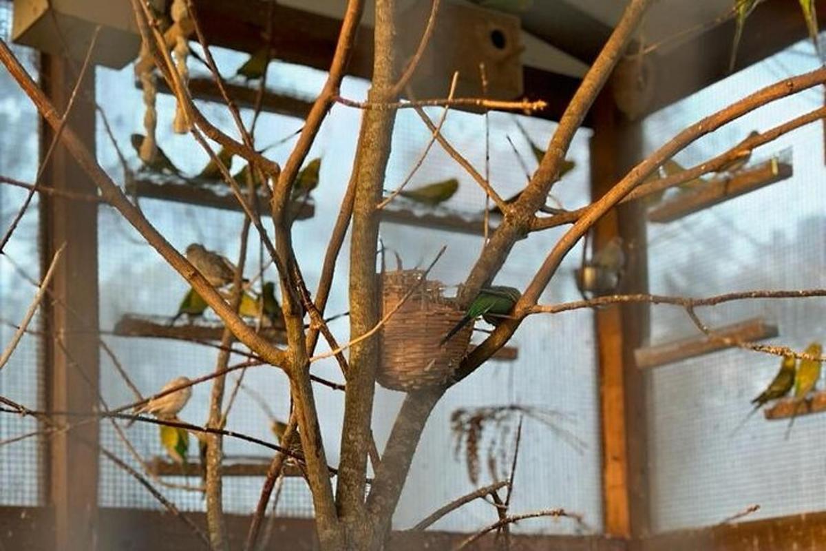 ein Vogel, der in einem Nest in einem Baum sitzt