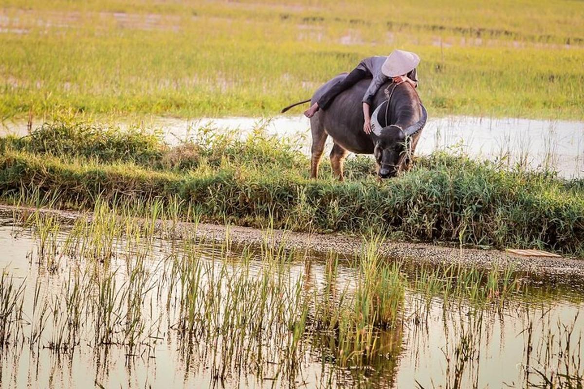 một người đang ngồi trên một con bò đực trong một cánh đồng