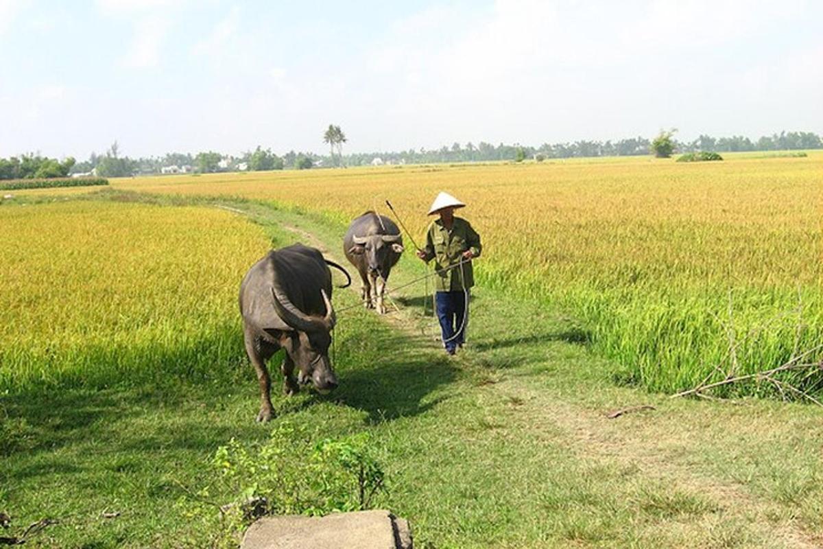 a man walking through a field with two animals