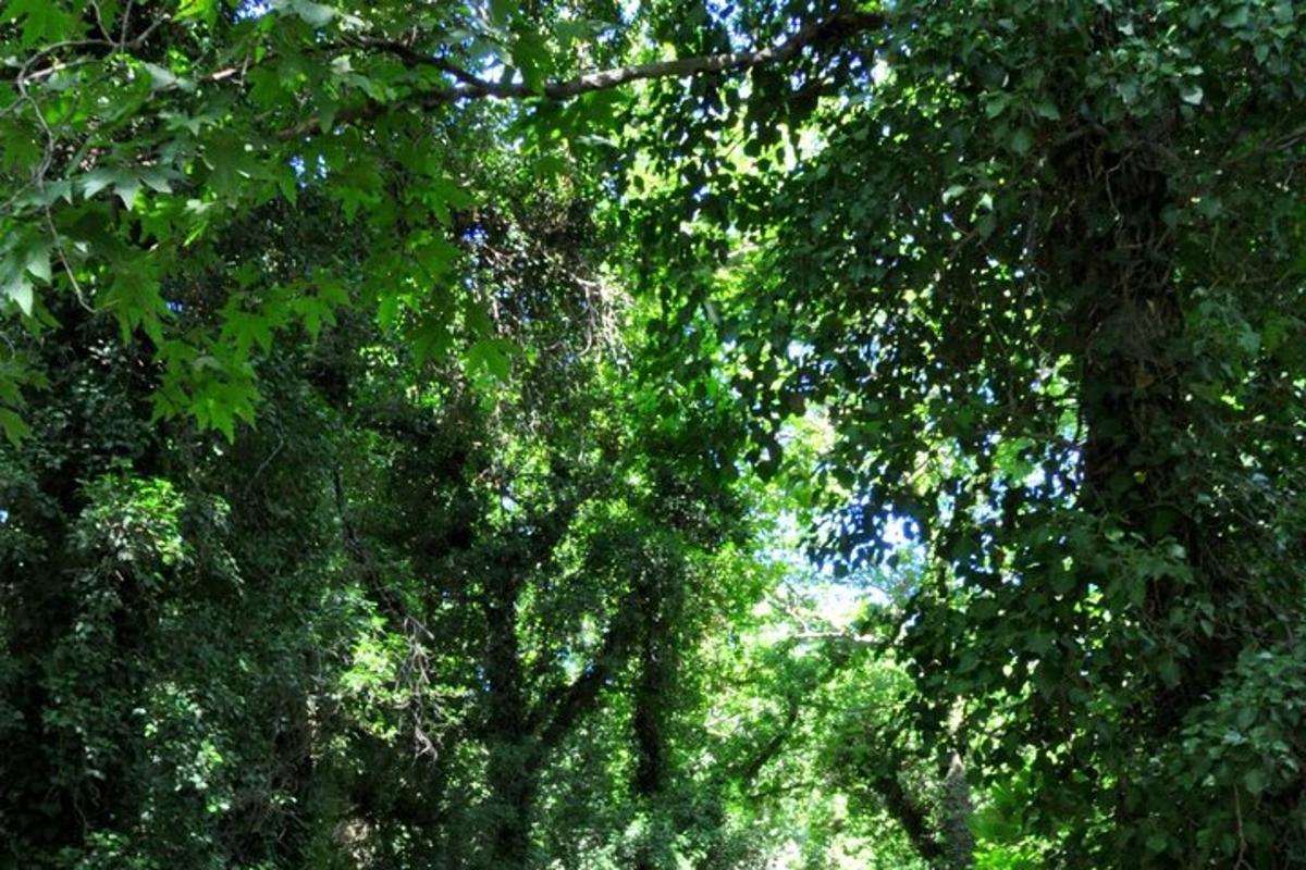 a group of trees with green leaves on them