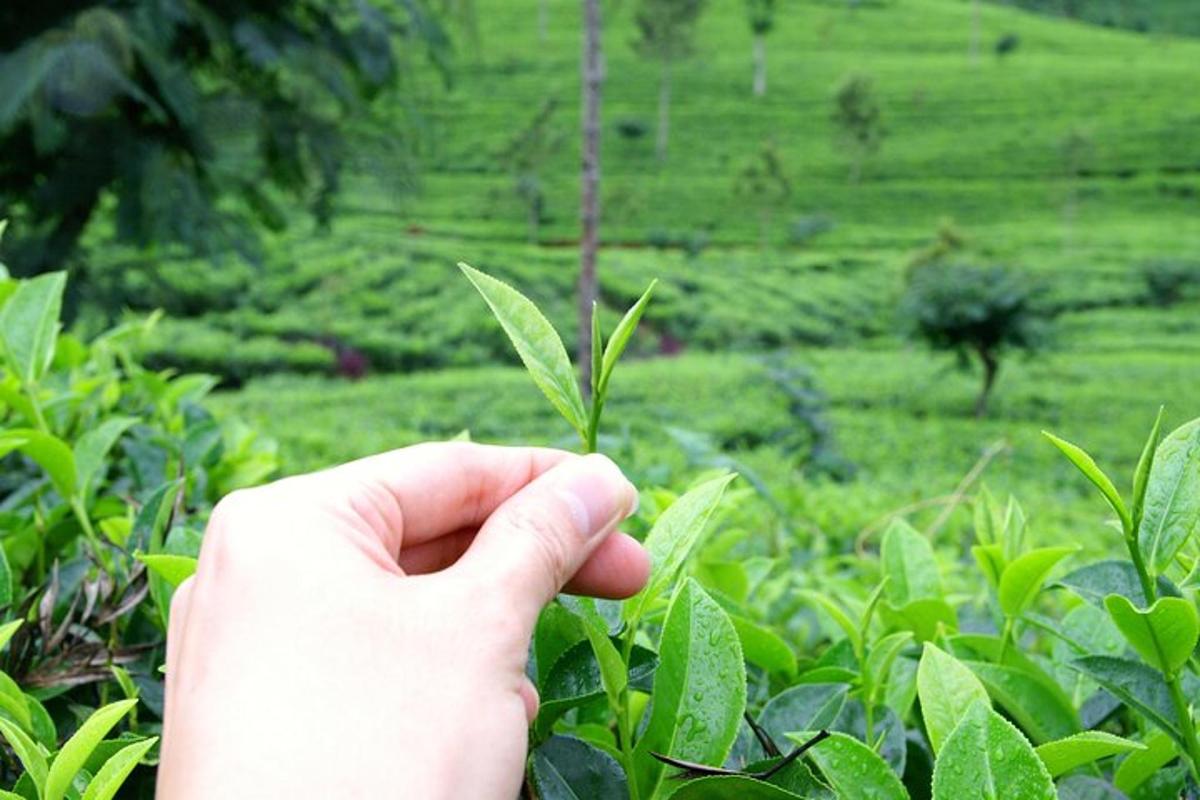 a person holding a plant in front of a field