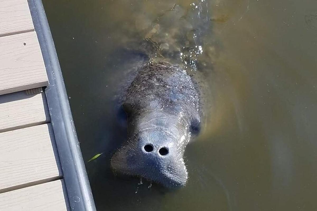 an elephant swimming in the water with its trunk