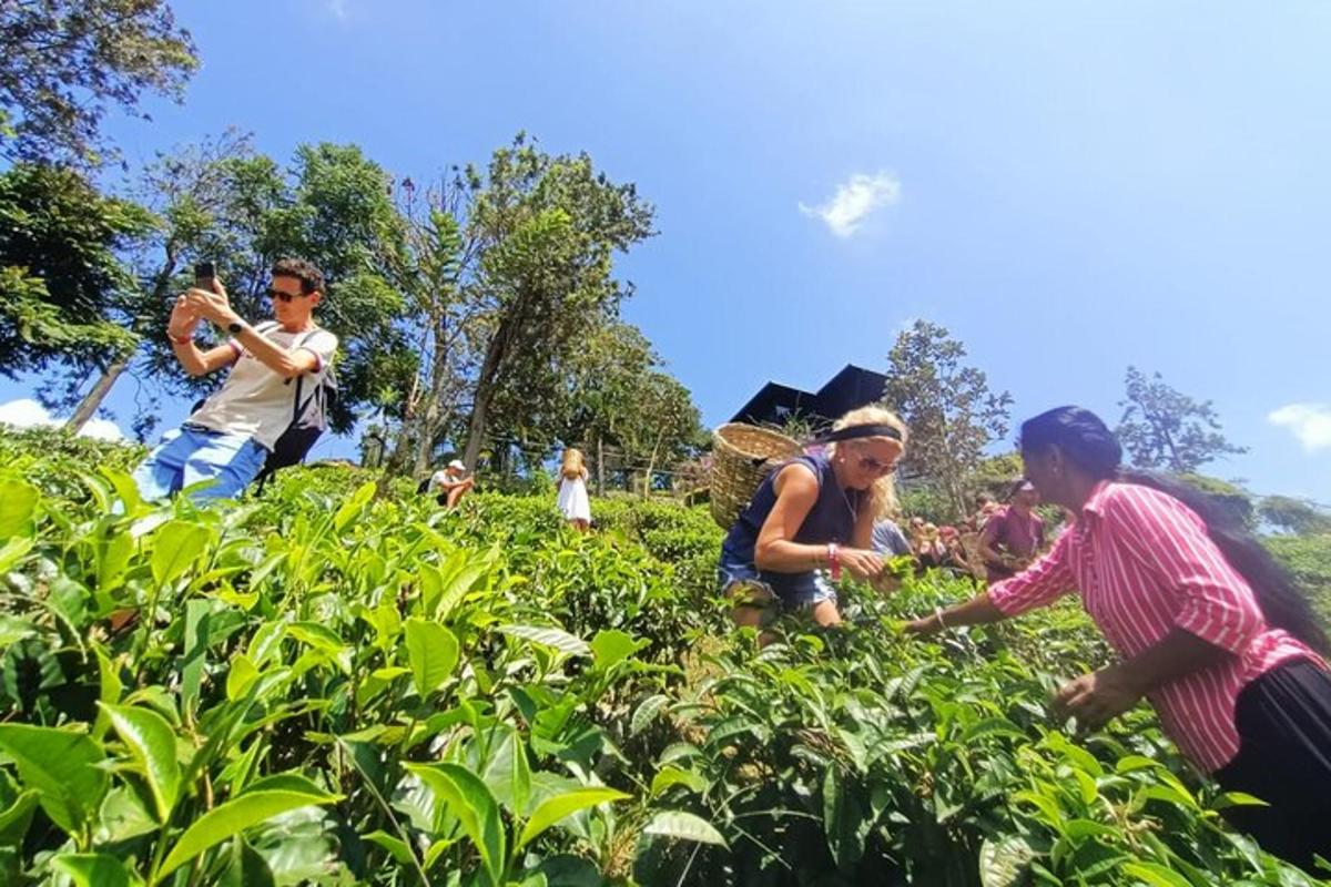 a group of people in a field of crops