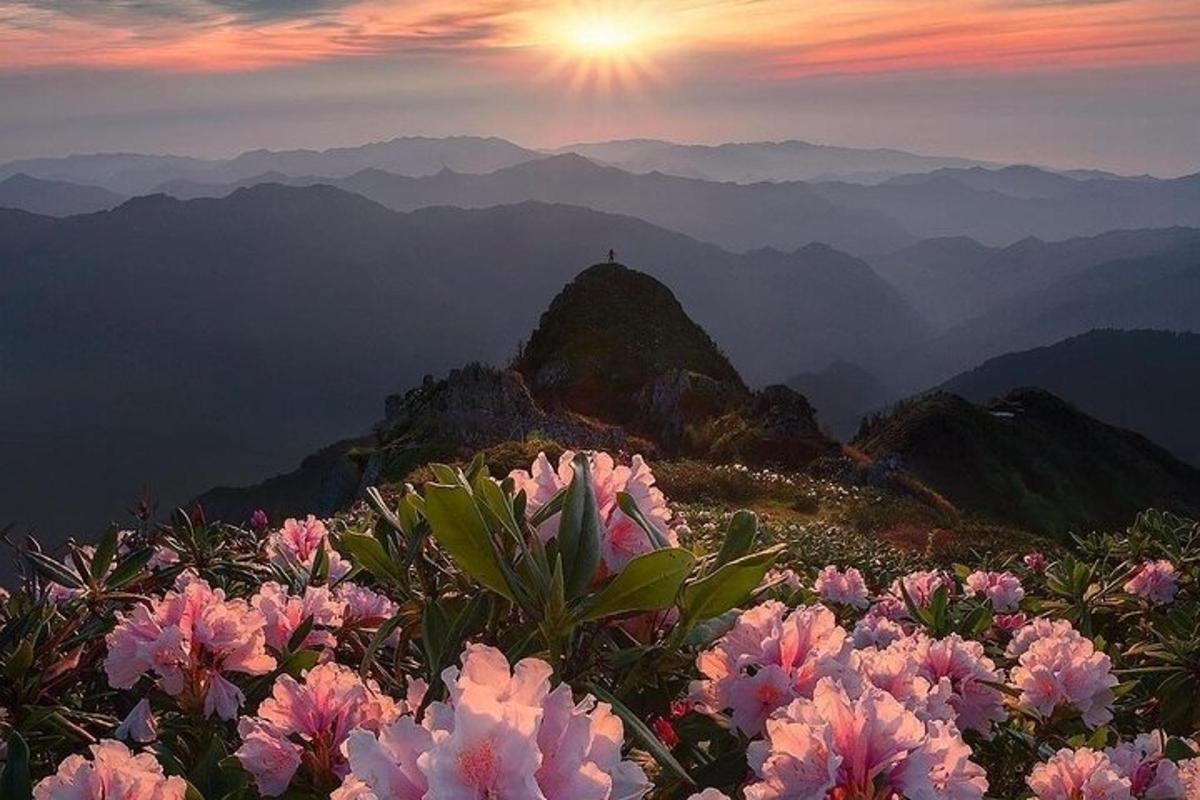 Una vista de una montaña con flores rosas.