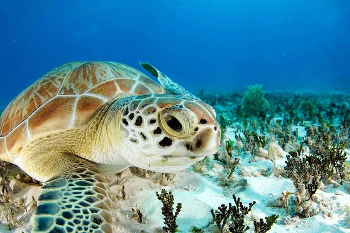 una tortuga verda està nedant a l'oceà