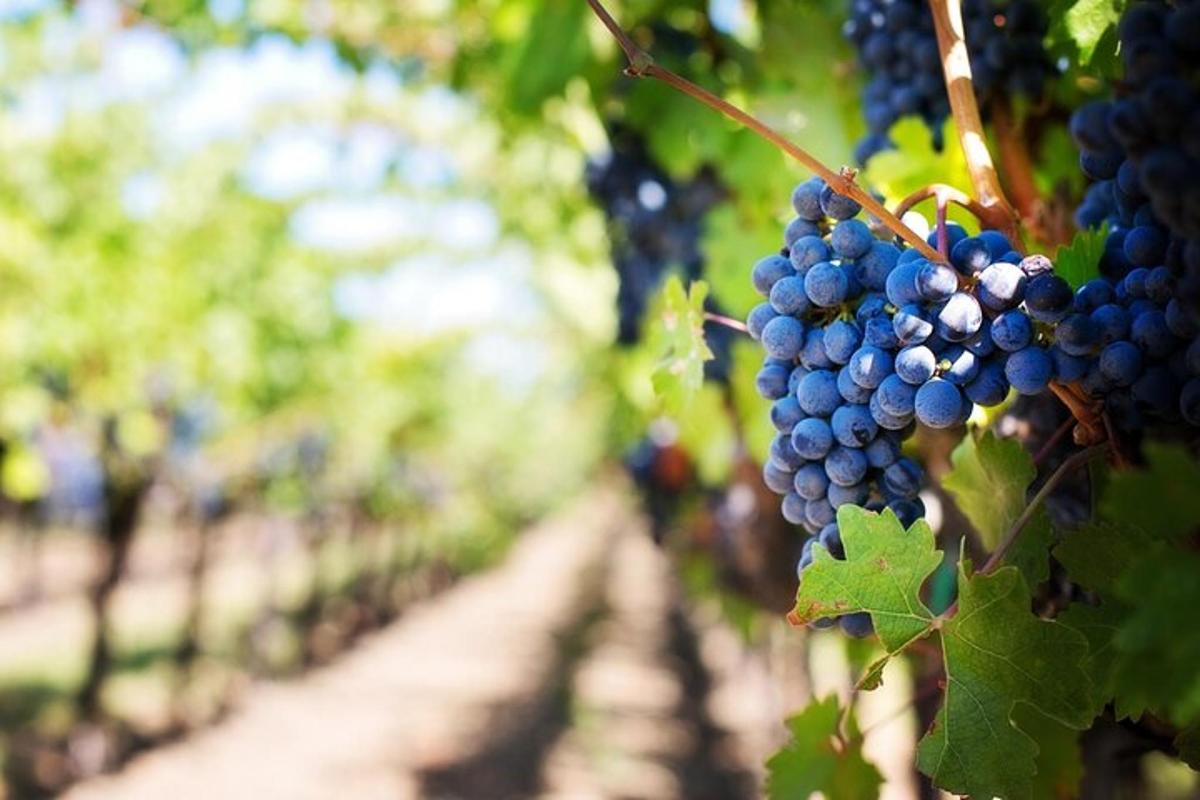 Un racimo de uvas colgando en un viñedo