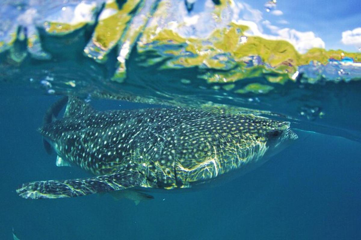 a whale shark swimming in the water
