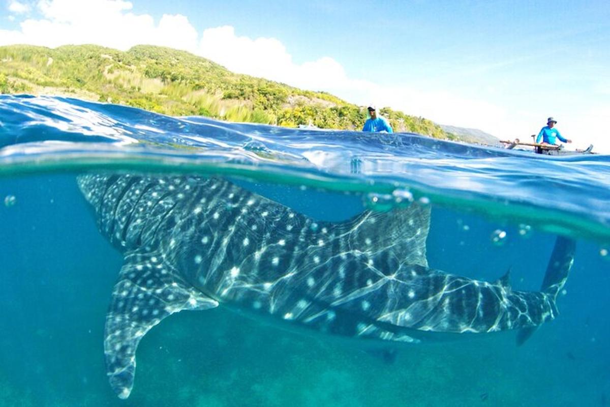 Un tiburón ballena nadando en el océano con dos personas en un bote.