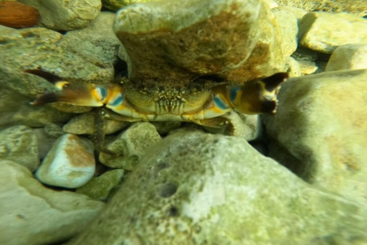 a crab is sitting on some rocks