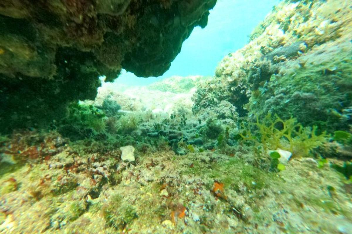 an underwater view of a coral reef