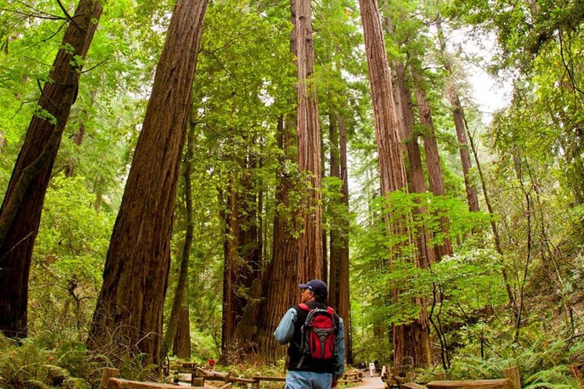 Un hombre con una mochila caminando por un bosque