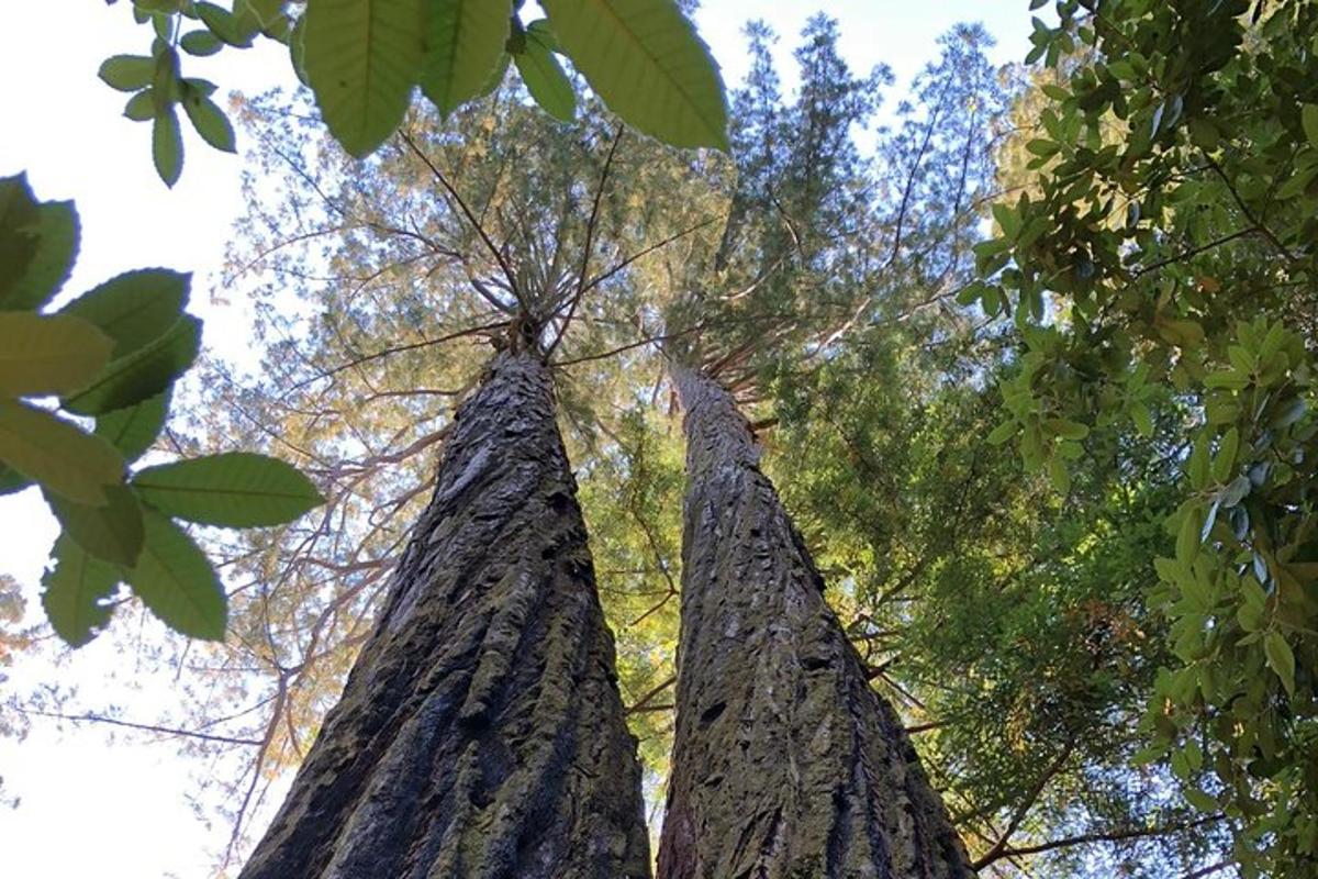 Dos árboles altos mirando hacia el cielo