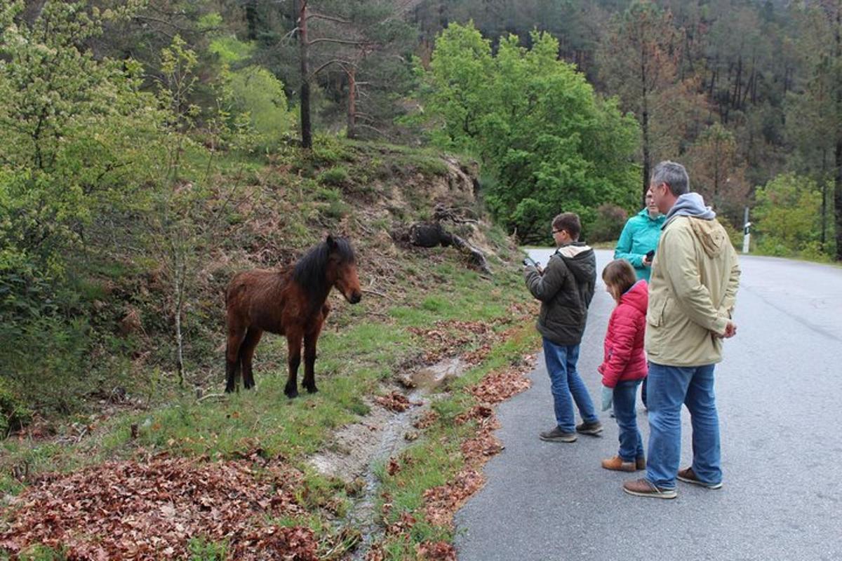 skupina lidí, kteří si prohlížejí koně na kraji silnice
