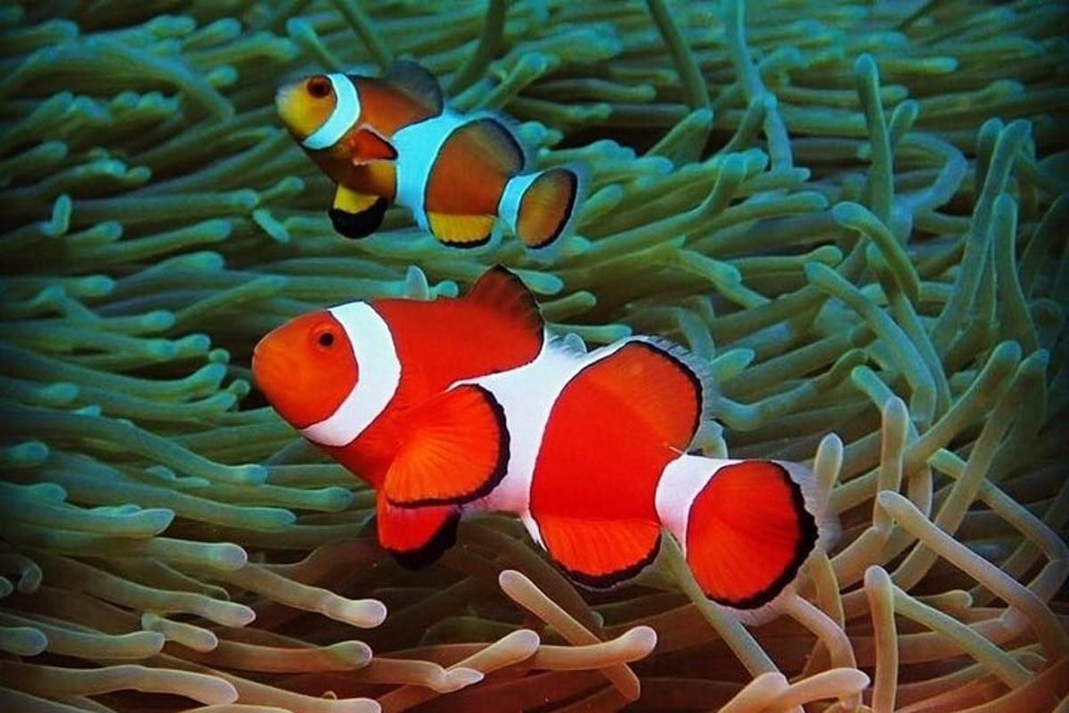 dve klovnski ribi, ki plavata v oceanski razstavi
