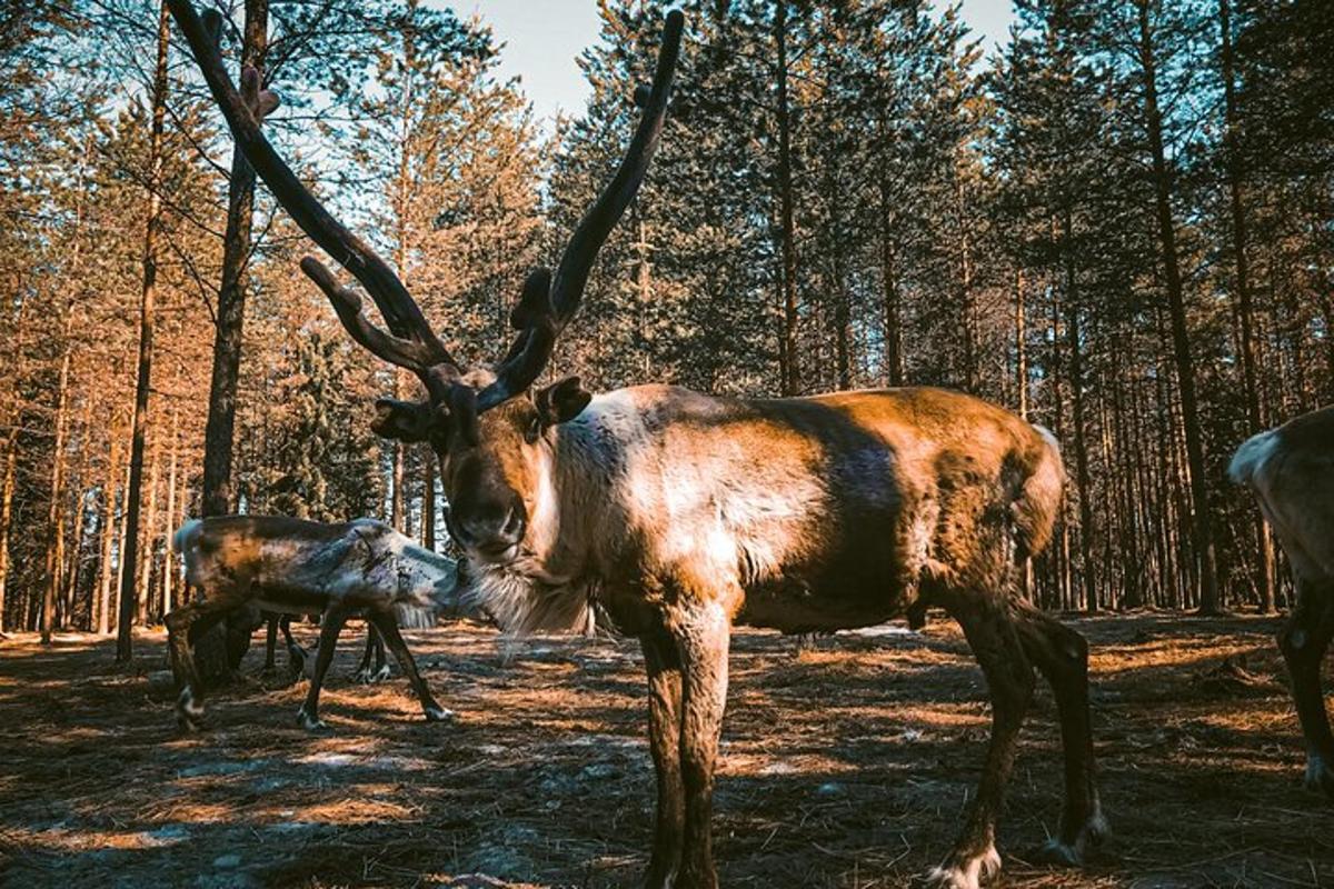 1. apskates objekta attēls