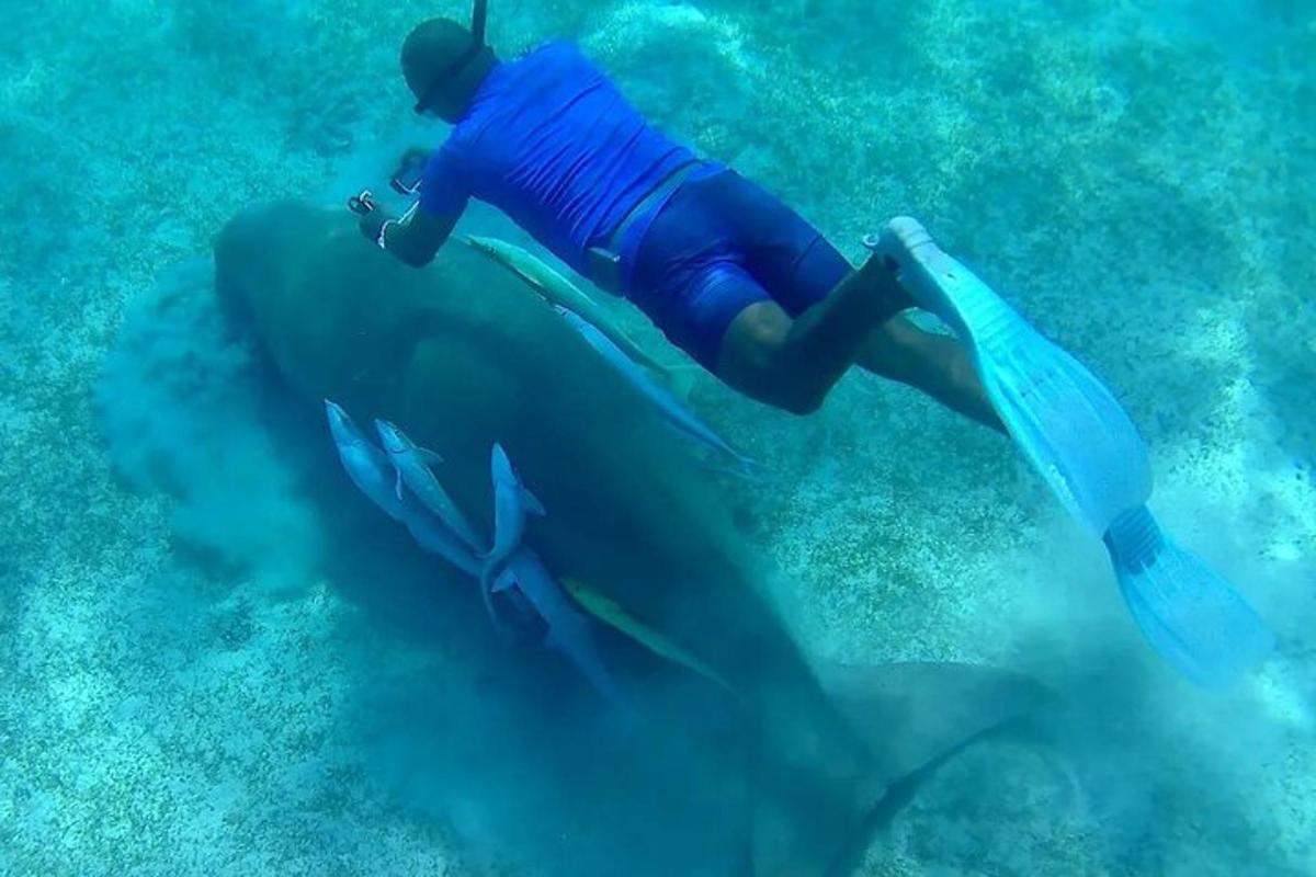 un homme chevauchant le dos d'un dauphin dans l'océan