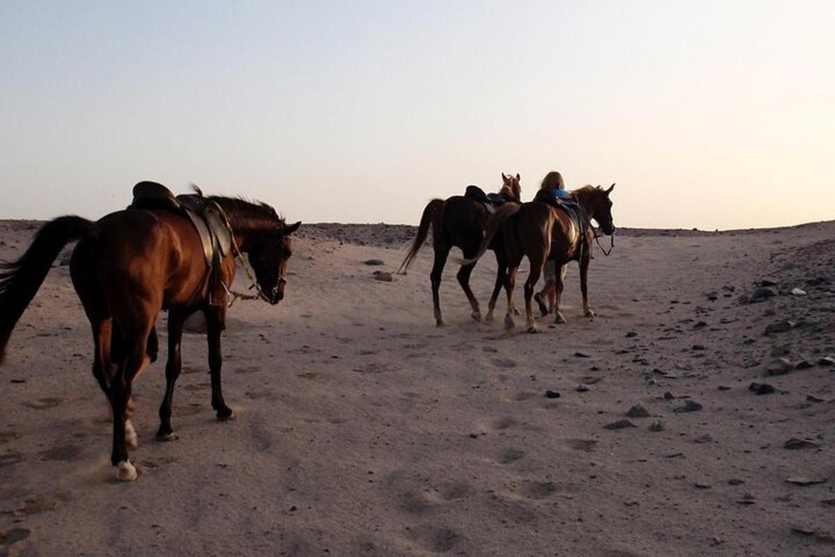 مجموعة من الخيول تمشي في الصحراء