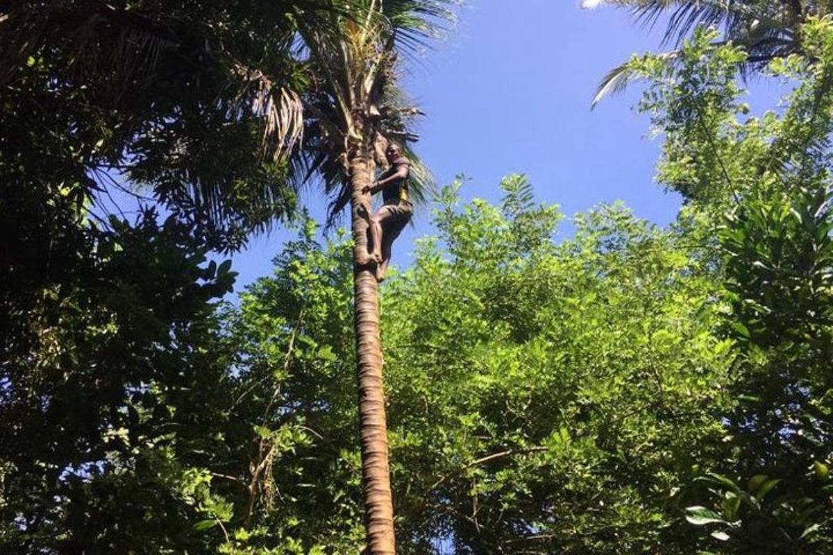 Un mono está sentado en lo alto de una palmera.