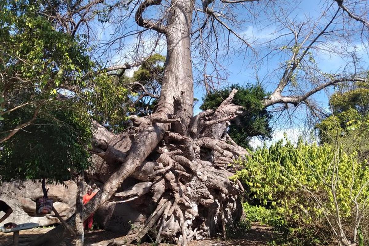 a large uprooting tree in a park