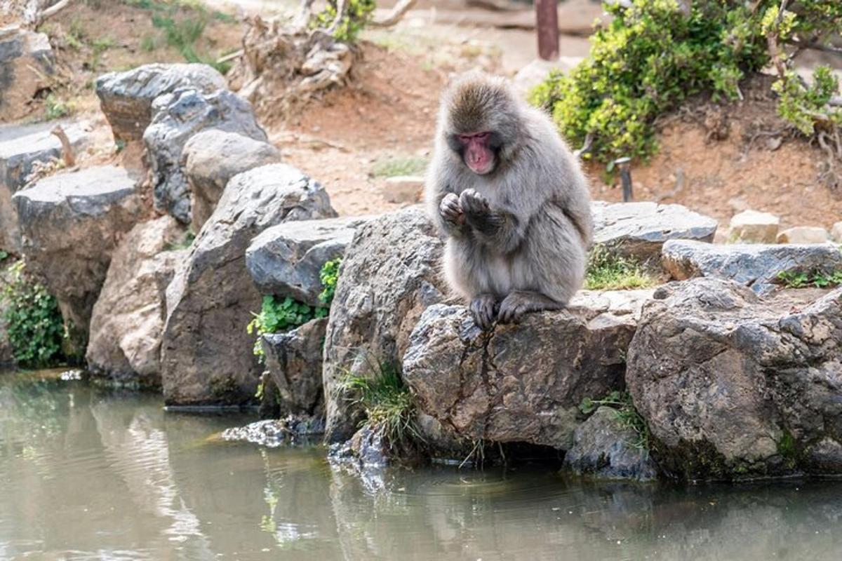um macaco sentado em uma pedra perto da água
