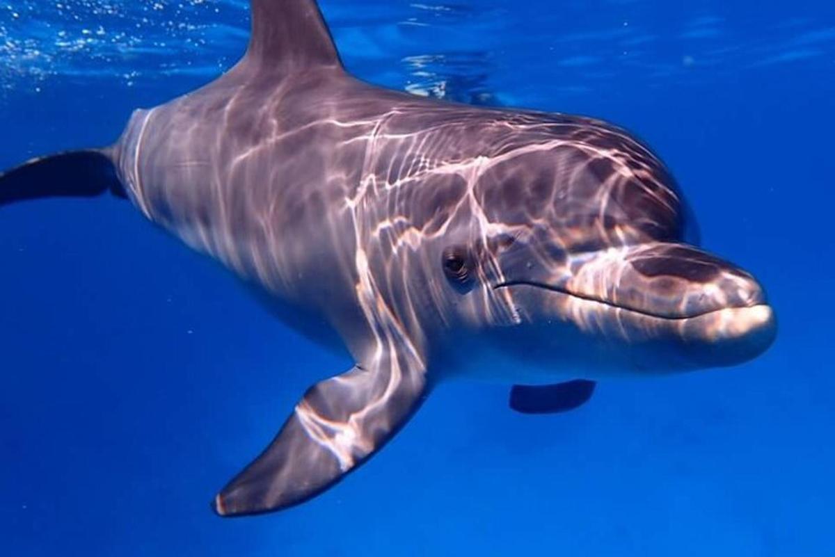 een walvishaai die in het water zwemt