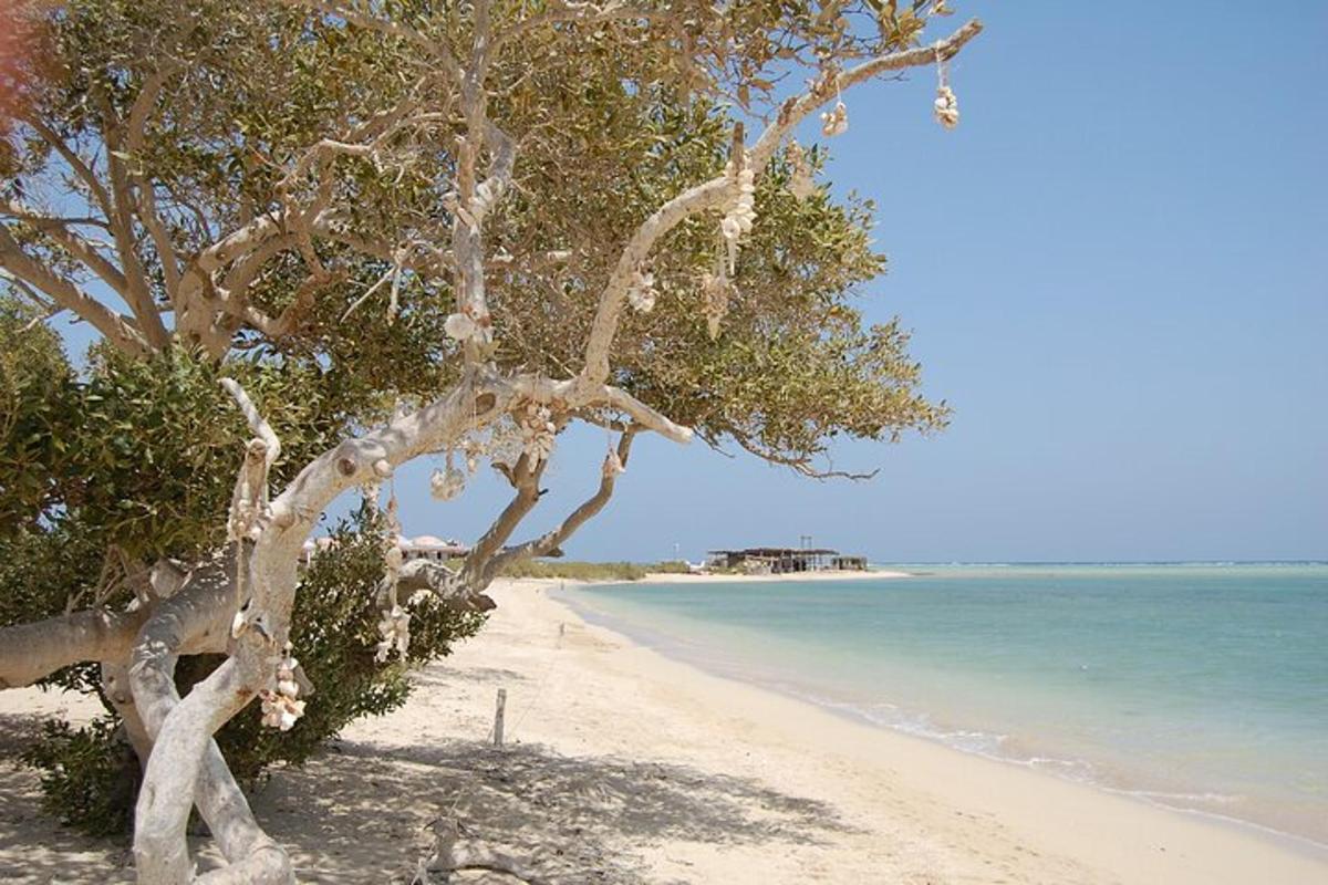 a tree on a beach next to the ocean