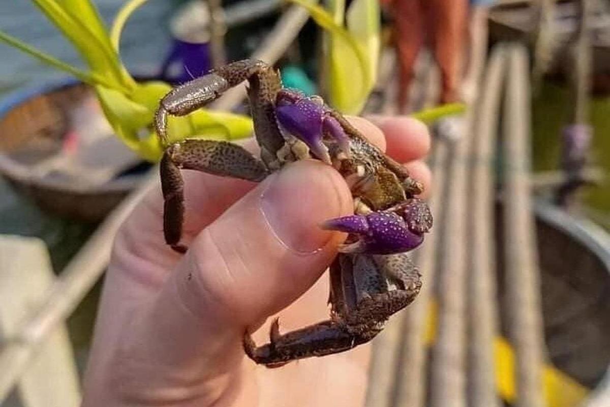 a person holding a small spider in their hand
