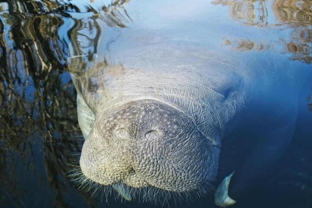 seekor gajah berenang di dalam air dengan mukanya