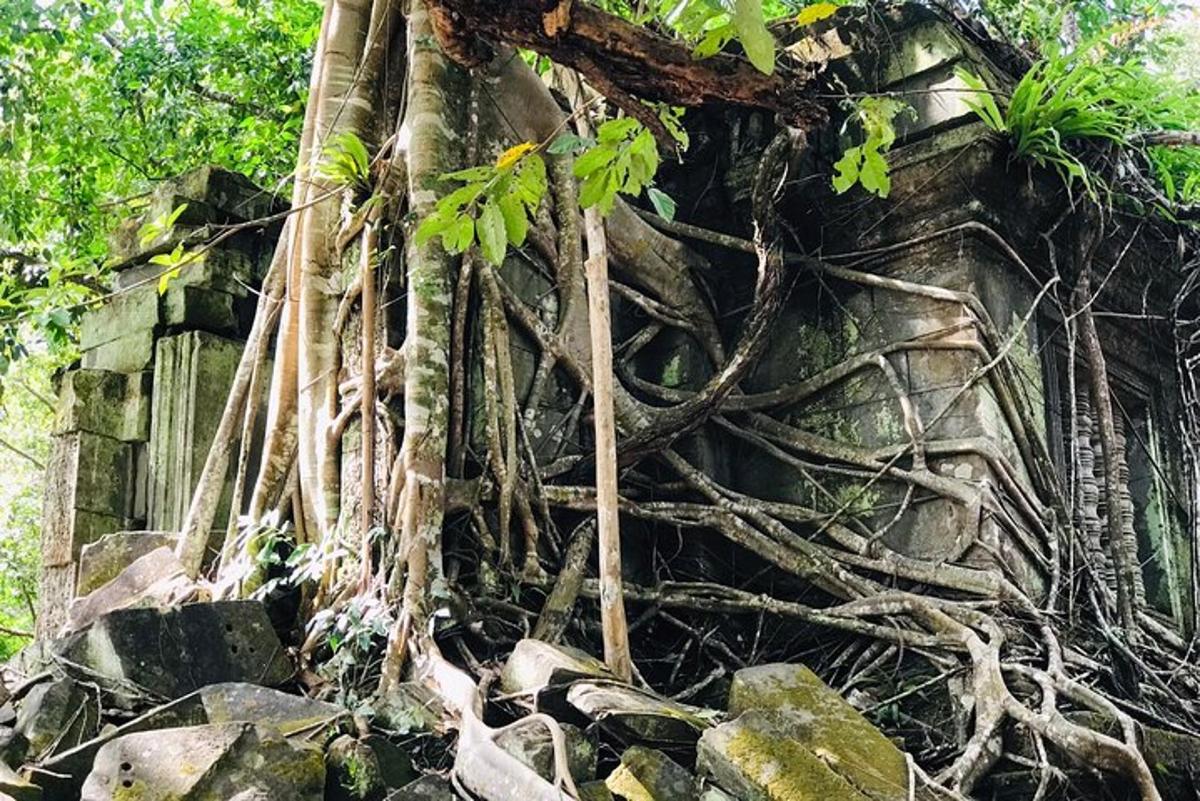 un mucchio di radici d'albero sul lato di un muro di pietra