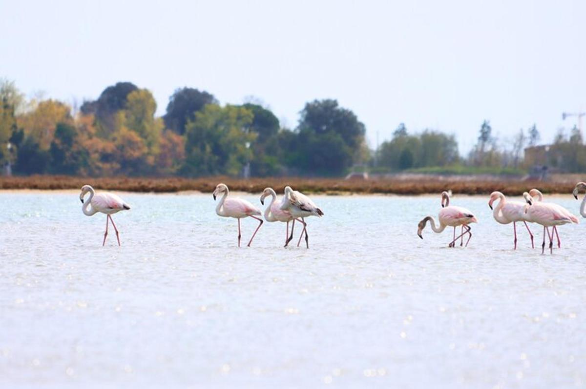 Flamingóar ganga í vatninu