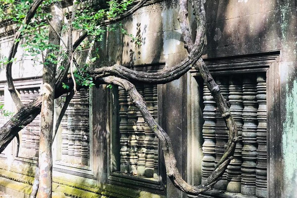a tree growing on the side of a building