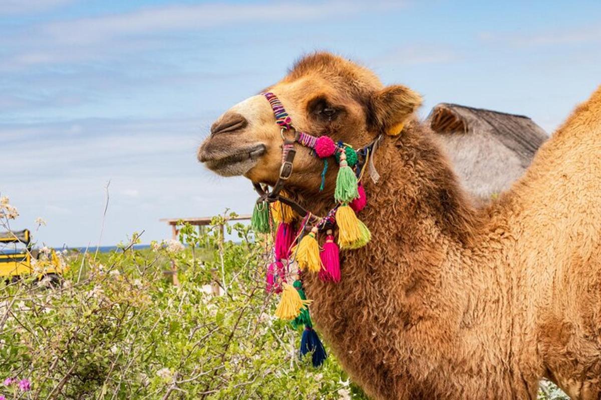un chameau avec un collier coloré sur un champ