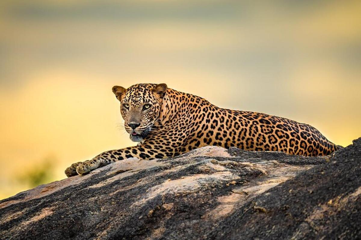 leopard kalju otsas lamas