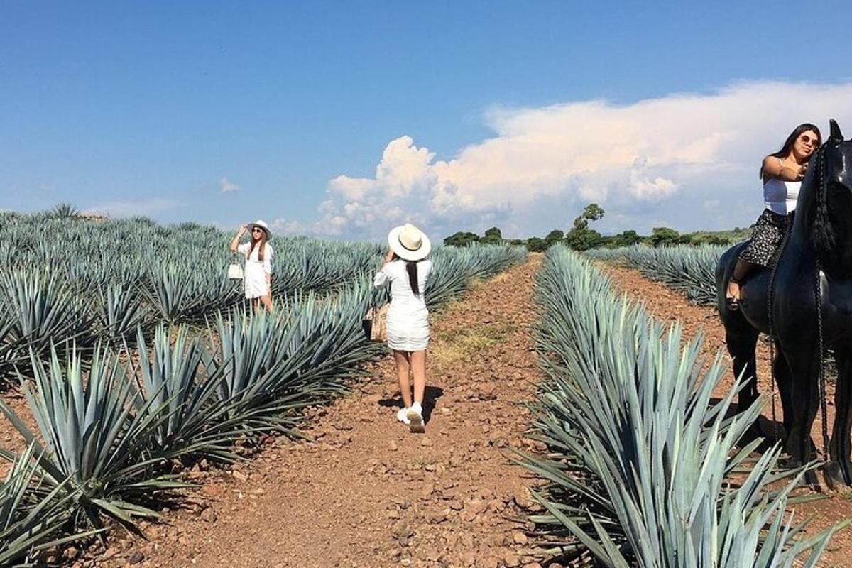 un groupe de femmes marchant dans un champ d'ananas