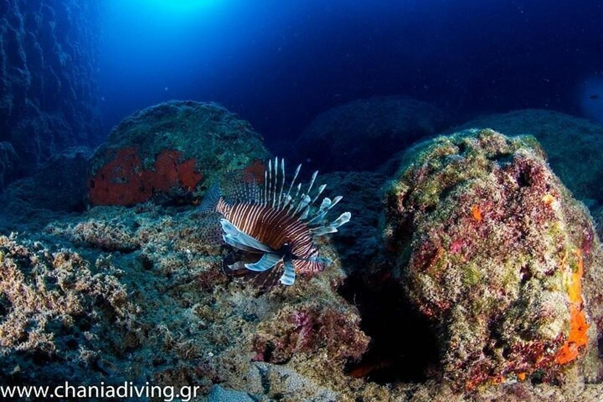 un pesce leone sulla barriera corallina nell'oceano