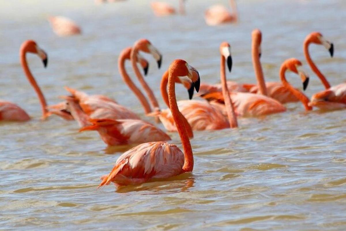 hópur flamingóa að synda í vatninu