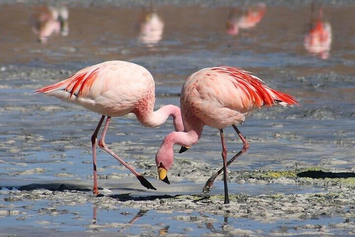 dua flamingo merah jambu berdiri di dalam air