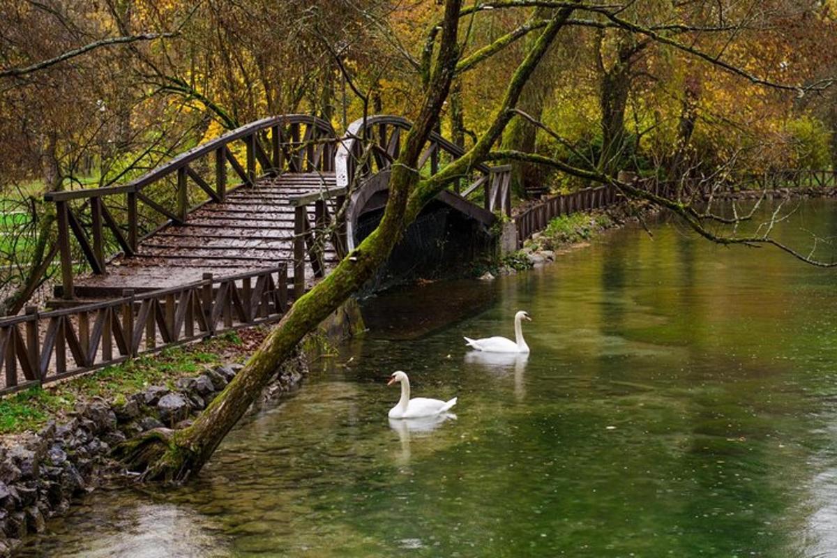 dvě labutě plavající ve vodě poblíž mostu