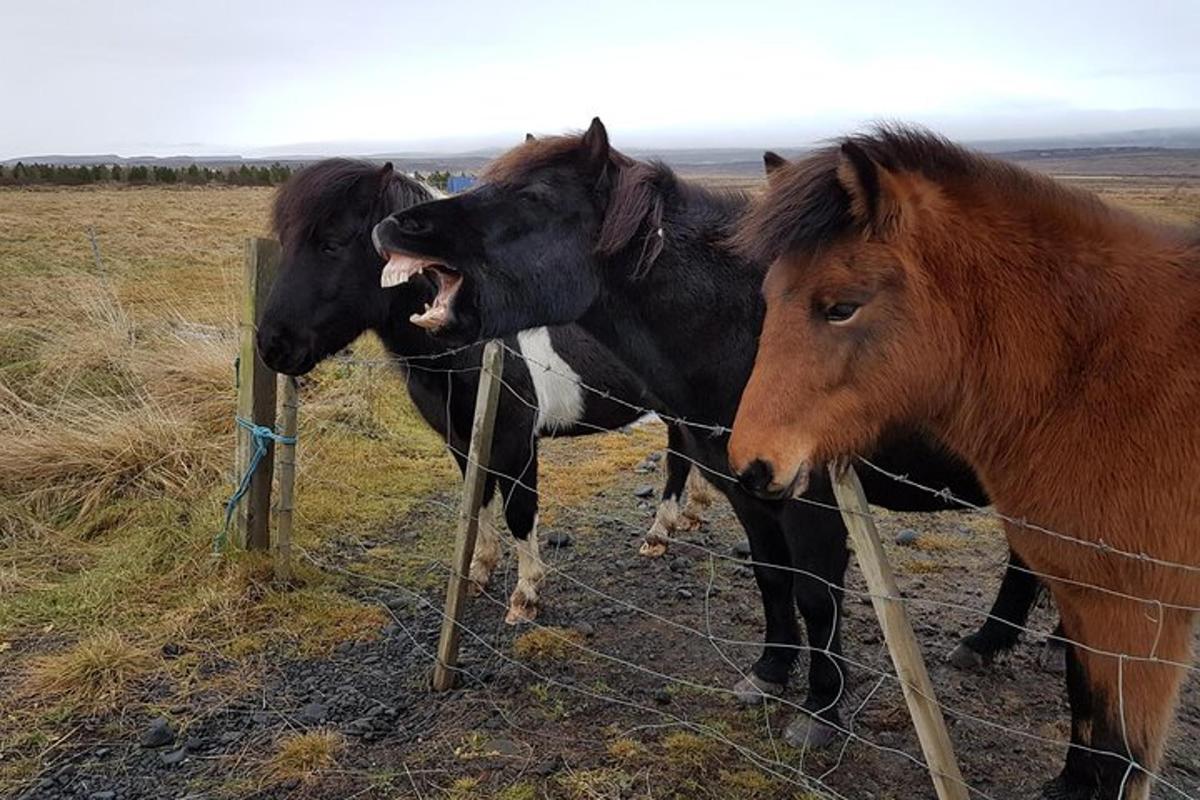 Három ló áll egy kerítés mellett
