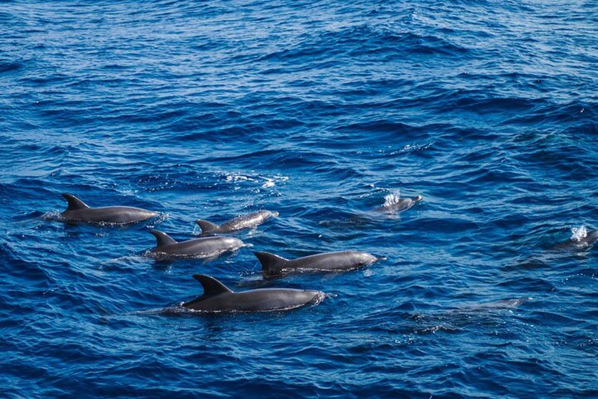 um grupo de golfinhos nadando na água