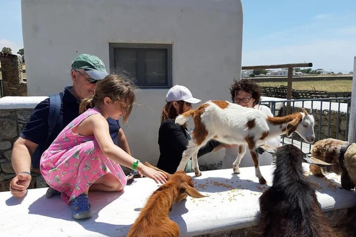 a little girl is feeding goats at a table