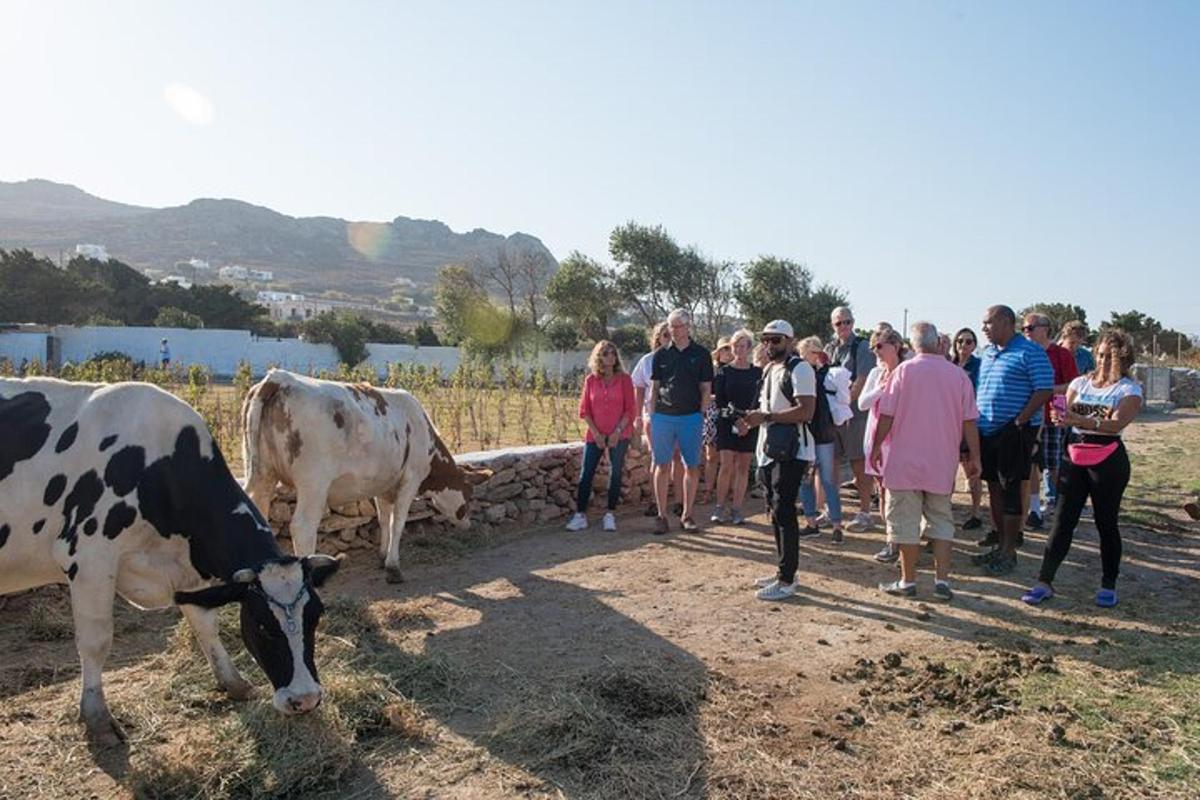 Un grupo de personas mirando vacas en un campo.