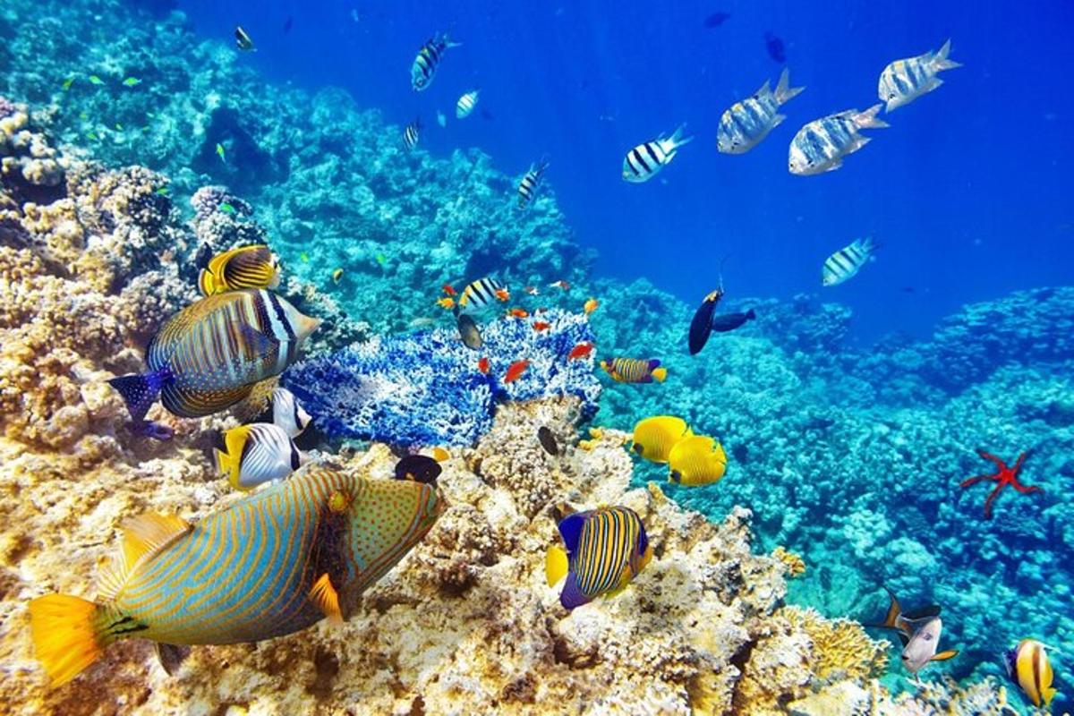 eine Gruppe von Fischen auf einem Korallenriff